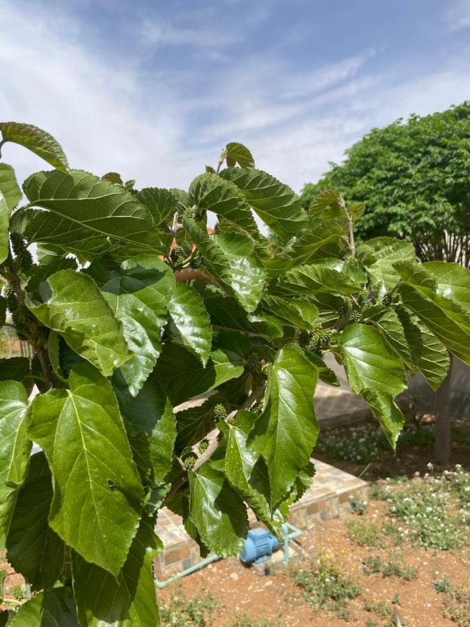 Willa مزرعة النجم Najem Farm Al-Qasr Zewnętrze zdjęcie